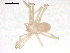  (Troglohyphantes drenskii - BIOUG00161-C11)  @13 [ ] Copyright  G. Blagoev 2010 Unspecified