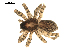  (Pardosa hortensis - BIOUG00161-G01)  @14 [ ] Copyright  G. Blagoev 2010 Unspecified