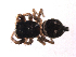  (Heliophanus decoratus - BIOUG00884-A01)  @12 [ ] Copyright  G. Blagoev 2010 Unspecified
