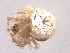  (Paidiscura dromedaria - BIOUG00884-B12)  @12 [ ] Copyright  G. Blagoev 2010 Unspecified