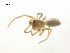  (Anthrobia whiteleyae - BIOUG75003-H06)  @11 [ ] CreativeCommons - Attribution Non-Commercial Share-Alike (2022) Centre for Biodiversity Genomics Centre for Biodiversity Genomics