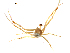  (Araneus bivittatus - BIOUG90617-A08)  @11 [ ] CreativeCommons - Attribution Non-Commercial Share-Alike (2022) Centre for Biodiversity Genomics Centre for Biodiversity Genomics