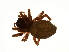  (Monocephalus fuscipes - ARACHNO-0104)  @13 [ ] CreativeCommons - Attribution (2009) Unspecified Centre for Biodiversity Genomics