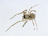  (Tenuiphantes zimmermanni - ARACHNO-0008)  @13 [ ] CreativeCommons - Attribution (2009) Unspecified Centre for Biodiversity Genomics