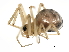  ( - ARACHNO-0013)  @12 [ ] CreativeCommons - Attribution (2009) Unspecified Centre for Biodiversity Genomics