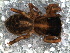  (Euophrys sp. 2 FML - SAC1NGB010)  @12 [ ] CreativeCommons - Attribution  Author: Facundo M. Labarque - MACN-Argentina Museo Argentino de Ciencias Naturales