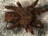  (Paratropididae - STD1N5L002)  @11 [ ] CreativeCommons - Attribution  Author: Facundo M. Labarque - MACN-Argentina Museo Argentino de Ciencias Naturales