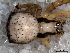  (Epeirotypus sp. 3 FML - SFU1NBH019)  @12 [ ] CreativeCommons - Attribution  Author: Facundo M. Labarque - MACN-Argentina Museo Argentino de Ciencias Naturales