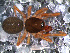  (Fissiscapus sp. 1 FML - SAC1DDL011)  @14 [ ] CreativeCommons - Attribution Non-Commercial Share-Alike (2010) Author: Luis N. Piacentini - MACN-Argentina Museo Argentino de Ciencias Naturales