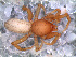  (Stenoonops - SAC1DEH011)  @11 [ ] CreativeCommons - Attribution Non-Commercial Share-Alike (2010) Author: Luis N. Piacentini - MACN-Argentina Museo Argentino de Ciencias Naturales