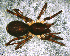  (Stethorrhagus sp. 7 FML - SAC1DFH001)  @11 [ ] CreativeCommons - Attribution Non-Commercial Share-Alike (2010) Author: Facundo M. Labarque - MACN-Argentina Museo Argentino de Ciencias Naturales