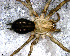  (Melpomene sp. 2 FML - SAC1DFH003)  @12 [ ] CreativeCommons - Attribution Non-Commercial Share-Alike (2010) Author: Mariana L. Barone - MACN-Argentina Museo Argentino de Ciencias Naturales