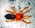  (Caponiidae - SAC1NDH018)  @13 [ ] CreativeCommons - Attribution Non-Commercial Share-Alike (2010) Author: Mariana L. Barone - MACN-Argentina Museo Argentino de Ciencias Naturales