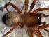  (Mermessus sp. 11 FML - SAC1NHB007)  @13 [ ] CreativeCommons - Attribution Non-Commercial Share-Alike (2010) Author: Luis N. Piacentini - MACN-Argentina Museo Argentino de Ciencias Naturales