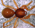  (Dysderina sp. 5 FML - SAC1NHL016)  @13 [ ] CreativeCommons - Attribution Non-Commercial Share-Alike (2010) Author: Facundo M. Labarque - MACN-Argentina Museo Argentino de Ciencias Naturales