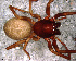  (Trachelas trifidus - SAC2NDR005)  @13 [ ] CreativeCommons - Attribution Non-Commercial Share-Alike (2010) Author: Facundo M. Labarque - MACN-Argentina Museo Argentino de Ciencias Naturales