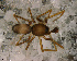  (Agyneta sp. 2 FML - SCB2DGR023)  @12 [ ] CreativeCommons - Attribution Non-Commercial Share-Alike (2010) Author: Luis N. Piacentini - MACN-Argentina Museo Argentino de Ciencias Naturales