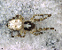  (Philoponella sp. 21 FML - SCD1DFH021)  @13 [ ] CreativeCommons - Attribution Non-Commercial Share-Alike (2010) Author: Luis N. Piacentini - MACN-Argentina Museo Argentino de Ciencias Naturales