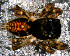  (Corythalia sp. 10 FML - SCD1NEA007)  @13 [ ] CreativeCommons - Attribution Non-Commercial Share-Alike (2010) Author: Luis N. Piacentini - MACN-Argentina Museo Argentino de Ciencias Naturales