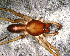  (Parachemmis sp. 2 FML - SCD1NGA012)  @12 [ ] CreativeCommons - Attribution Non-Commercial Share-Alike (2010) Author: Facundo M. Labarque - MACN-Argentina Museo Argentino de Ciencias Naturales