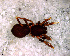  (Stethorrhagus sp. 3 FML - SCD2NED005)  @11 [ ] CreativeCommons - Attribution Non-Commercial Share-Alike (2010) Author: Luis N. Piacentini - MACN-Argentina Museo Argentino de Ciencias Naturales