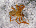  (Walckenaeria sp. 11 FML - SCU1NDD016)  @14 [ ] CreativeCommons - Attribution Non-Commercial Share-Alike (2010) Author: Luis N. Piacentini - MACN-Argentina Museo Argentino de Ciencias Naturales