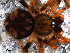  (Dipoena sp. 5 FML - SCU1NDR017)  @12 [ ] CreativeCommons - Attribution Non-Commercial Share-Alike (2010) Author: Luis N. Piacentini - MACN-Argentina Museo Argentino de Ciencias Naturales