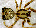  (Mimetus sp. 2 FML - SCU1NHD005)  @12 [ ] CreativeCommons - Attribution Non-Commercial Share-Alike (2010) Author: Luis N. Piacentini - MACN-Argentina Museo Argentino de Ciencias Naturales
