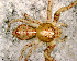 (Tmarus sp. 2 FML - SCU1NHL006)  @13 [ ] CreativeCommons - Attribution Non-Commercial Share-Alike (2010) Author: Luis N. Piacentini - MACN-Argentina Museo Argentino de Ciencias Naturales