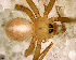  (Anopsicus - SFC1N7L007)  @13 [ ] CreativeCommons - Attribution Non-Commercial Share-Alike (2010) Author: Luis N. Piacentini - MACN-Argentina Museo Argentino de Ciencias Naturales