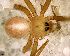  (Anopsicus chiriqui - SFC1N7L007)  @13 [ ] CreativeCommons - Attribution Non-Commercial Share-Alike (2010) Author: Luis N. Piacentini - MACN-Argentina Museo Argentino de Ciencias Naturales