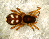  (Ishania sp. 1 FML - SFC1N7R002)  @13 [ ] CreativeCommons - Attribution Non-Commercial Share-Alike (2010) Author: Luis N. Piacentini - MACN-Argentina Museo Argentino de Ciencias Naturales