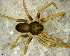  (Phrurolithus sp. 1 FML - SFC1N7R007)  @14 [ ] CreativeCommons - Attribution Non-Commercial Share-Alike (2010) Author: Luis N. Piacentini - MACN-Argentina Museo Argentino de Ciencias Naturales