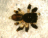  (Corythalia sp. 7 FML - SFD1D9L020)  @13 [ ] CreativeCommons - Attribution Non-Commercial Share-Alike (2010) Author: Luis N. Piacentini - MACN-Argentina Museo Argentino de Ciencias Naturales