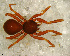  (Dysderina sp. 2 FML - SFD1NAH002)  @14 [ ] CreativeCommons - Attribution Non-Commercial Share-Alike (2010) Author: Luis N. Piacentini - MACN-Argentina Museo Argentino de Ciencias Naturales