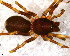  (Stethorrhagus sp. 1 FML - SFD1NBH008)  @11 [ ] CreativeCommons - Attribution Non-Commercial Share-Alike (2010) Author: Facundo M. Labarque - MACN-Argentina Museo Argentino de Ciencias Naturales