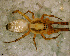  (Philoponella sp. 1 FML - SFU1N7D009)  @13 [ ] CreativeCommons - Attribution Non-Commercial Share-Alike (2010) Author: Luis N. Piacentini - MACN-Argentina Museo Argentino de Ciencias Naturales