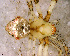  (Mimetus sp. 1 FML - SFU1N8L004)  @11 [ ] CreativeCommons - Attribution Non-Commercial Share-Alike (2010) Author: Luis N. Piacentini - MACN-Argentina Museo Argentino de Ciencias Naturales