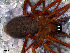  (Walckenaeria sp. 10 FML - STC1D8A010)  @12 [ ] CreativeCommons - Attribution Non-Commercial Share-Alike (2010) Author: Luis N. Piacentini - MACN-Argentina Museo Argentino de Ciencias Naturales
