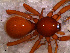  (Dysderina sp. 4 FML - STC1N7R001)  @13 [ ] CreativeCommons - Attribution Non-Commercial Share-Alike (2010) Author: Luis N. Piacentini - MACN-Argentina Museo Argentino de Ciencias Naturales