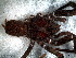  (Paratropis sp. 1 FML - STD1N4H002)  @11 [ ] CreativeCommons - Attribution  Author: Facundo M. Labarque - MACN-Argentina Museo Argentino de Ciencias Naturales