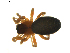  (Tmeticus nigriceps - BIOUG01890-G10)  @13 [ ] Copyright  G. Blagoev 2011 Unspecified
