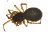  (Diplocephalus uliginosus - BIOUG01891-A02)  @13 [ ] Copyright  G. Blagoev 2011 Unspecified