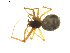  (Tenuiphantes nigriventris - BIOUG01891-C03)  @13 [ ] Copyright  G. Blagoev 2011 Unspecified