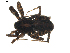  (Pardosa tesquorum - BIOUG01891-H11)  @12 [ ] Copyright  G. Blagoev 2011 Unspecified