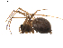 (Mughiphantes taczanowskii - BIOUG01895-B11)  @13 [ ] Copyright  G. Blagoev 2011 Unspecified
