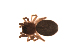  (Tapinocyba kolymensis - BIOUG00199-H08)  @12 [ ] Copyright  G. Blagoev 2010 Unspecified
