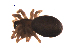  (Mecynargus hypnicola - BIOUG00200-A01)  @12 [ ] Copyright  G. Blagoev 2010 Unspecified
