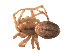  (Stemonyphantes sibiricus - BIOUG00605-E05)  @12 [ ] Copyright  G. Blagoev 2010 Unspecified
