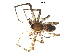  (Dolomedes tenebrosus - BIOUG00633-H01)  @13 [ ] CC-0  G. Blagoev 2011 Unspecified